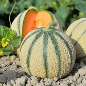 MELON CAL 12Q