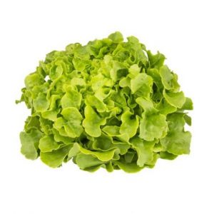 SALADE CHÊNE VERTE