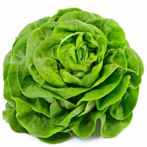 SALADE LAITUE