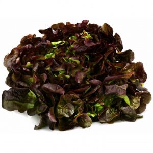 SALADE CHÊNE ROUGE
