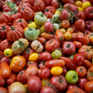TOMATES D’AUTREFOIS BIO 1KG